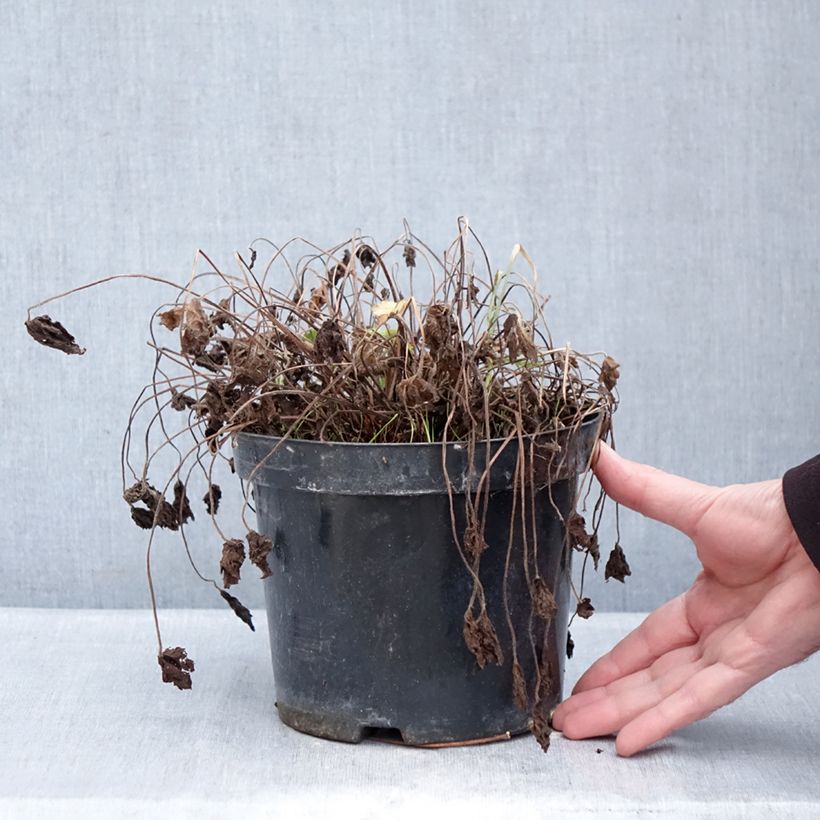 Amostra de Gerânio Claridge Druce - Geranium oxonianum Vaso de 2 L/3 L tal como entregue no inverno