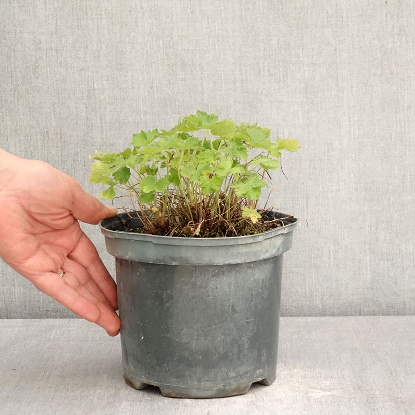 Amostra de Gerânio Claridge Druce - Geranium oxonianum Vaso de 2 L/3 L tal como entregue na primavera