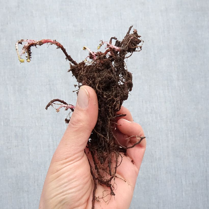 Amostra de Géranium vivace oxonianum Claridge Druce Raízes nuas tal como entregue no inverno