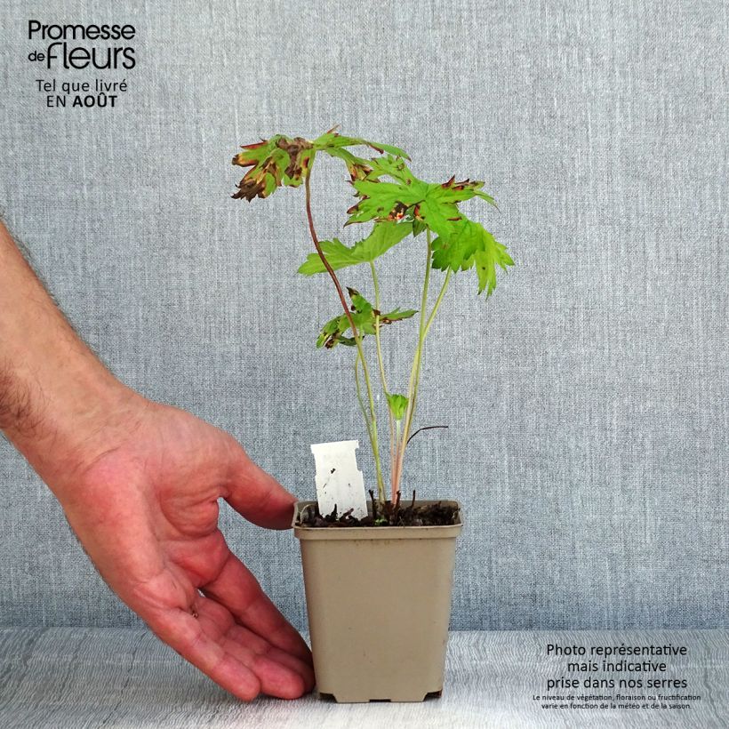 Amostra de Geranium x oxonianum f. thurstonianum Vaso de 8/9 cm tal como entregue no verão