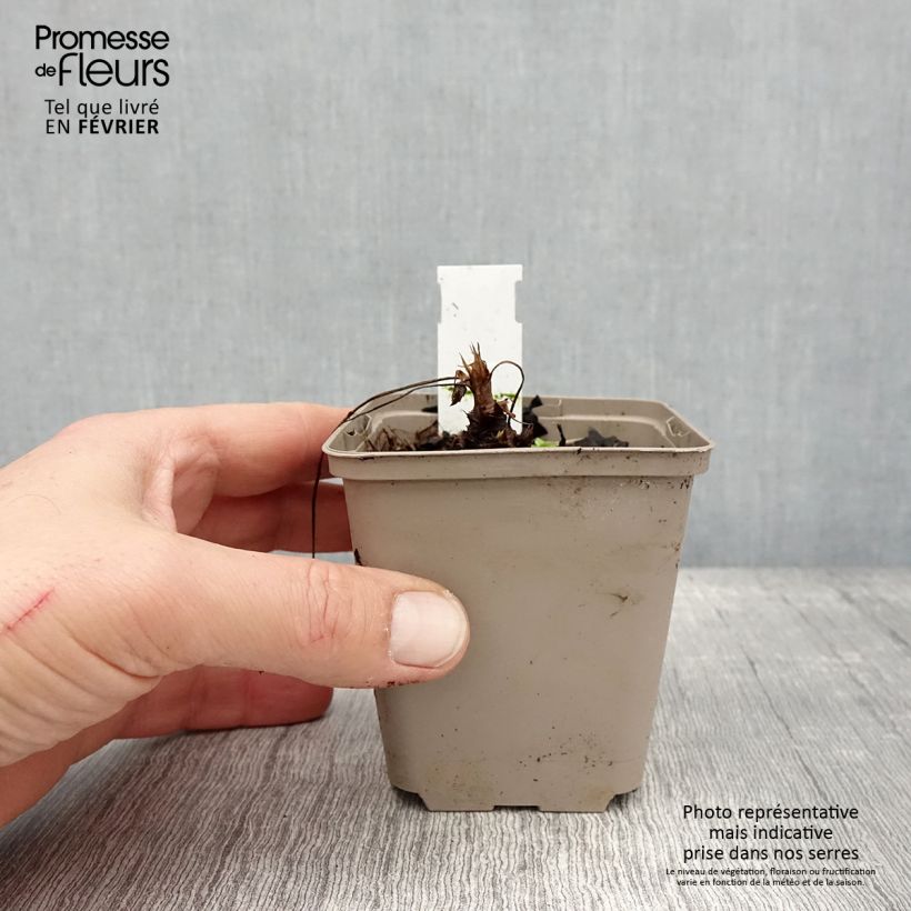 Amostra de Géranium vivace oxonianum f.thurstonianum Vaso de 8/9 cm tal como entregue no inverno