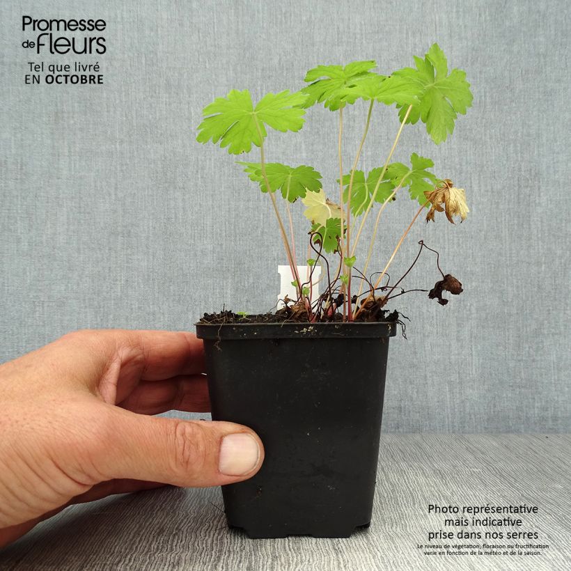 Amostra de Gerânio Hollywood - Geranium oxonianum Vaso de 8/9 cm tal como entregue no outono