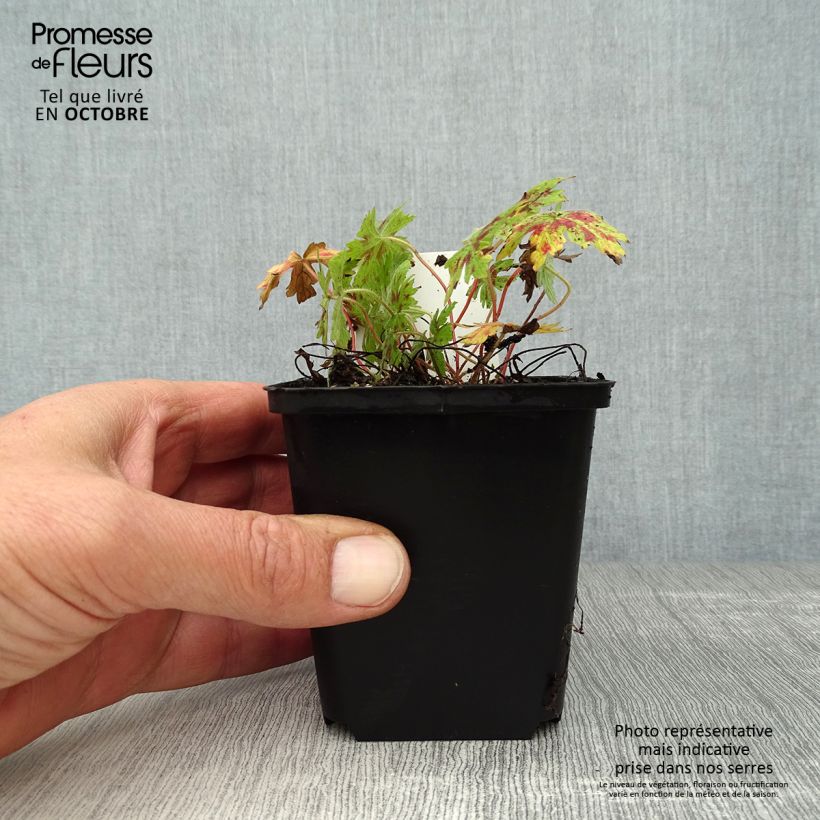 Amostra de Gerânio Katherine Adele - Geranium oxonianum Vaso de 8/9 cm tal como entregue no outono