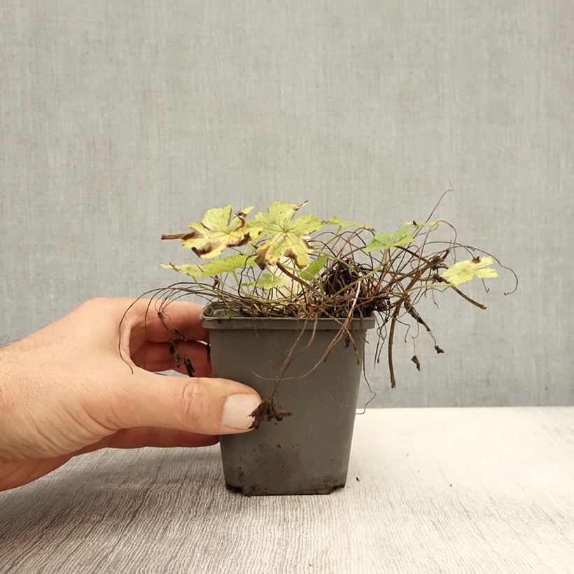 Amostra de Gerânio Walter s Gift Vaso de 8/9 cm tal como entregue no outono