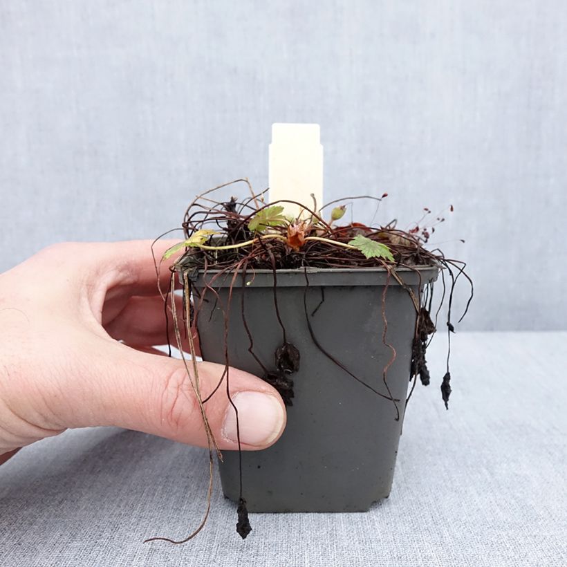 Amostra de Géranium vivace oxonianum Walter s Gift Vaso de 8/9 cm tal como entregue no inverno