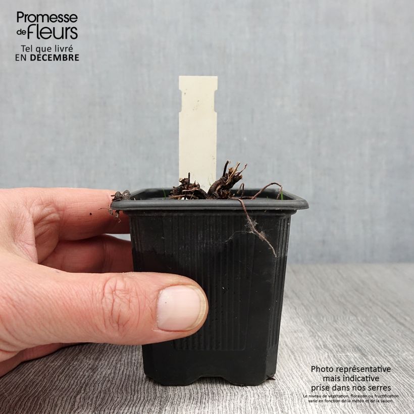 Amostra de Geranium palustre Vaso de 8/9 cm tal como entregue no outono