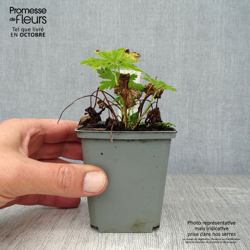 Amostra de Geranium phaeum Album Vaso de 8/9 cm tal como entregue no outono