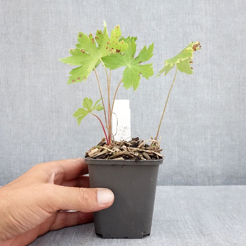 Amostra de Geranium phaeum Angelina Vaso de 8/9 cm tal como entregue no verão
