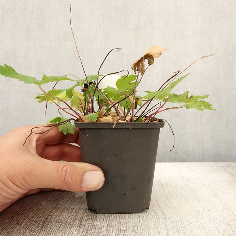 Amostra de Géranium vivace phaeum Angelina Godet de 8/9 cm tal como entregue no outono