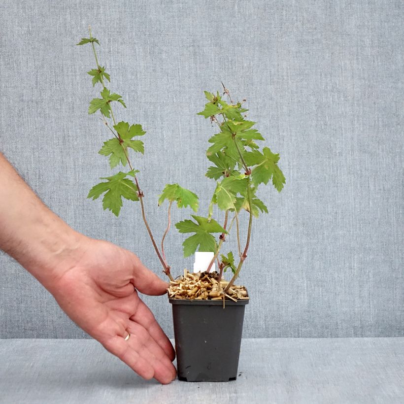 Amostra de Geranium phaeum Angelina Vaso de 8/9 cm tal como entregue na primavera