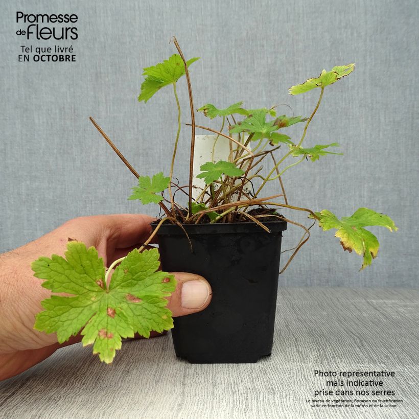 Amostra de Geranium phaeum Vaso de 8/9 cm tal como entregue no outono