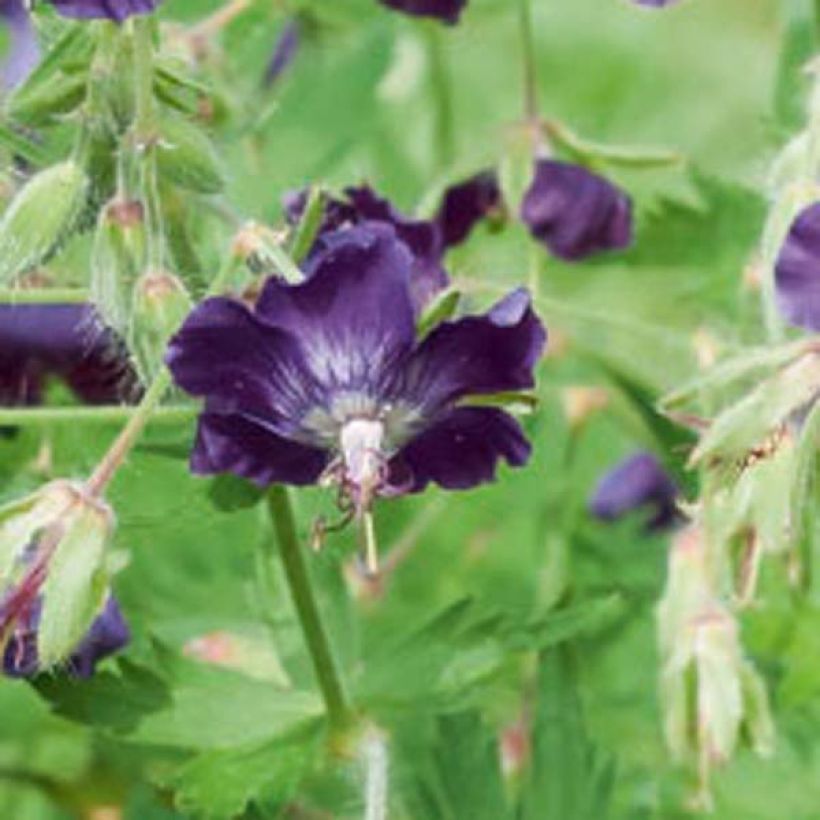 Geranium phaeum Lily Lovell (Floração)