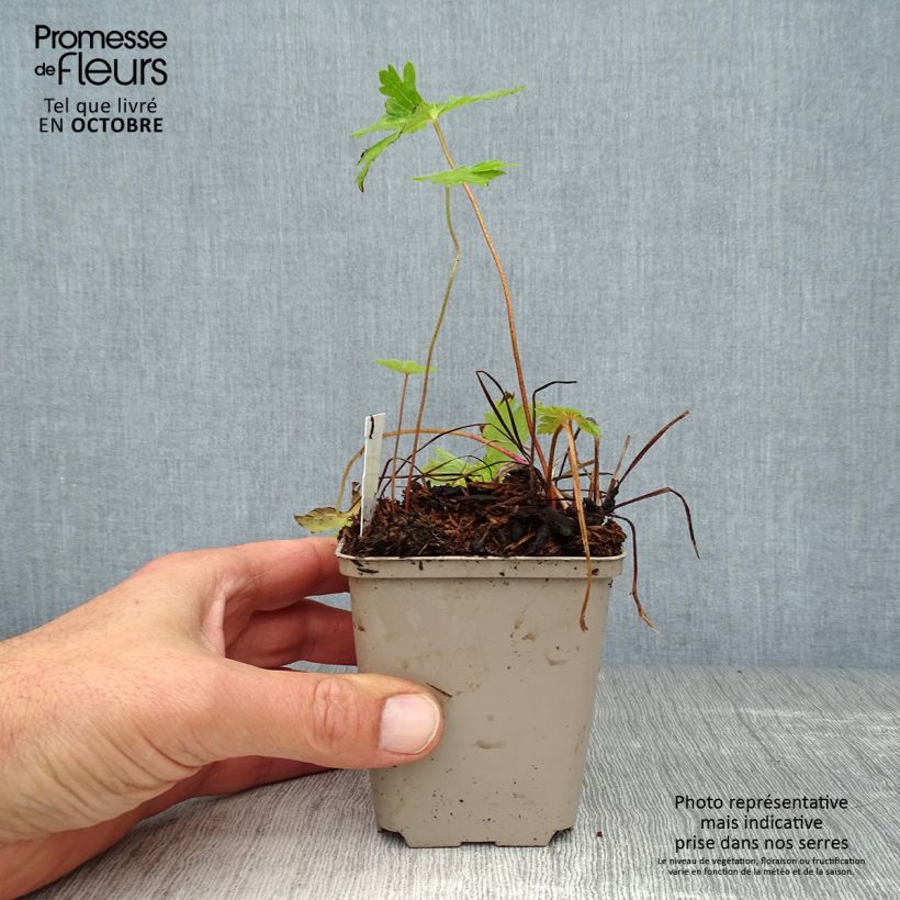 Amostra de Geranium phaeum Lily Lovell Vaso de 8/9 cm tal como entregue no outono