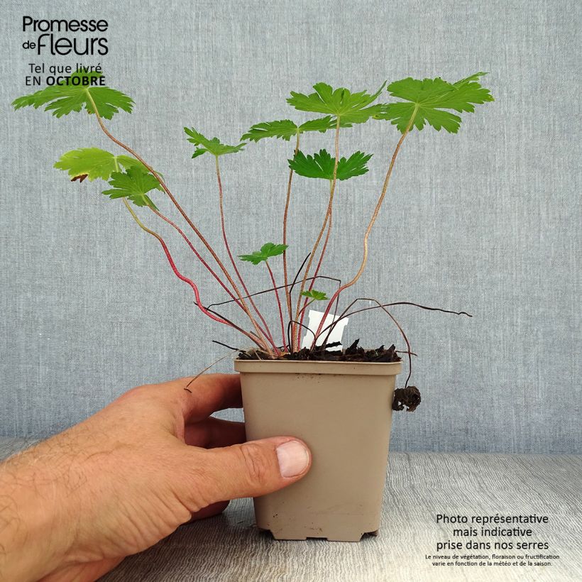 Amostra de Geranium phaeum Mourning Widow Vaso de 8/9 cm tal como entregue no outono