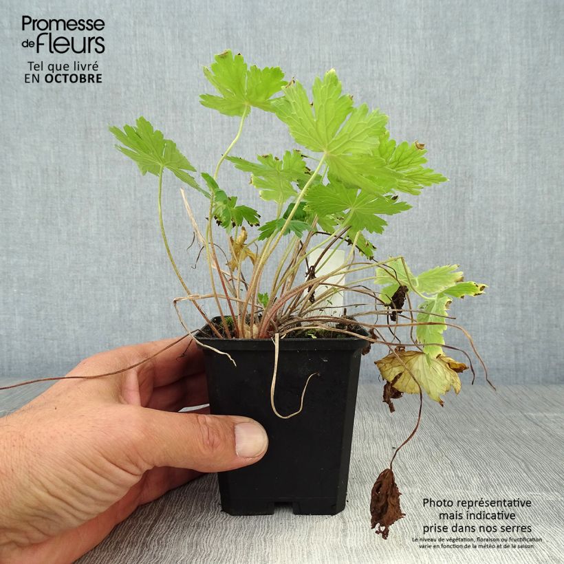 Amostra de Geranium phaeum Raven Vaso de 8/9 cm tal como entregue no outono