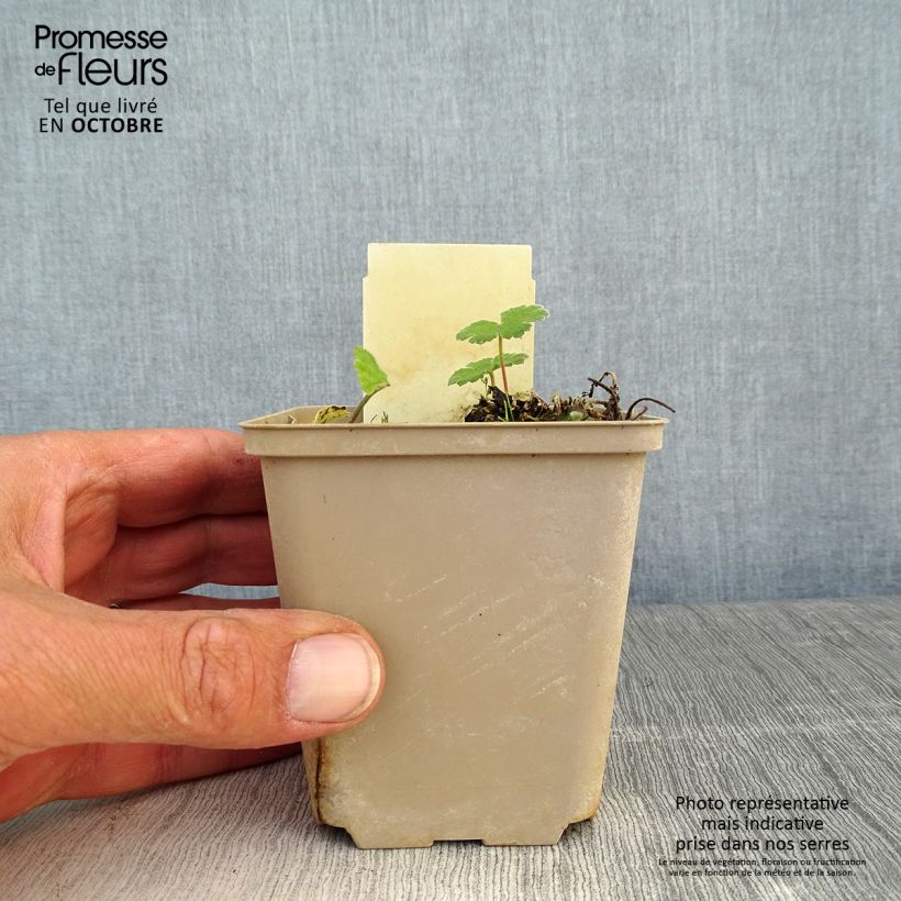 Amostra de Gerânio Philippe Vapelle Vaso de 8/9 cm tal como entregue no outono