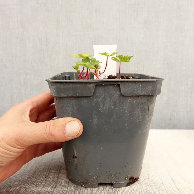 Amostra de Gerânio Pink Penny Vaso de 2 L/3 L tal como entregue na primavera