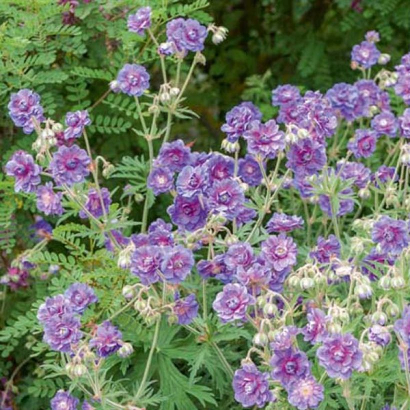 Geranium pratense Plenum Violaceum (Hábito)
