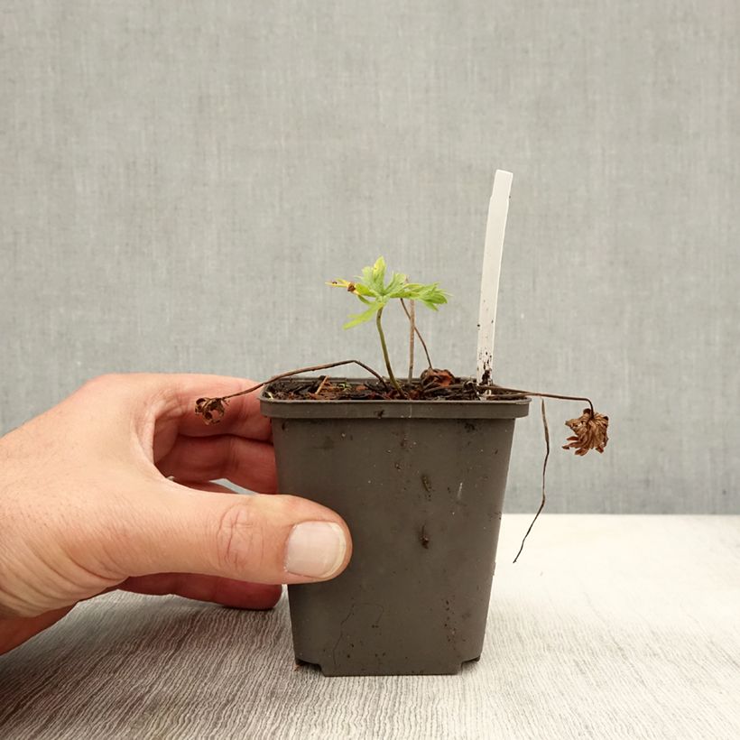 Amostra de Geranium pratense Algera Double Vaso de 8/9 cm tal como entregue no outono