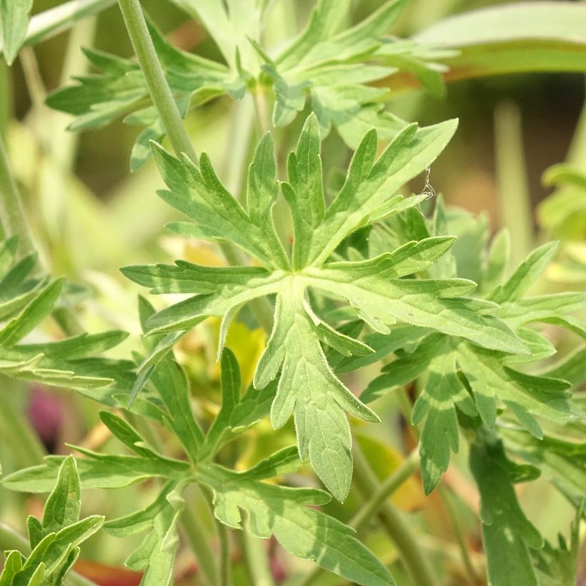 Geranium pratense Algera Double (Folhagem)