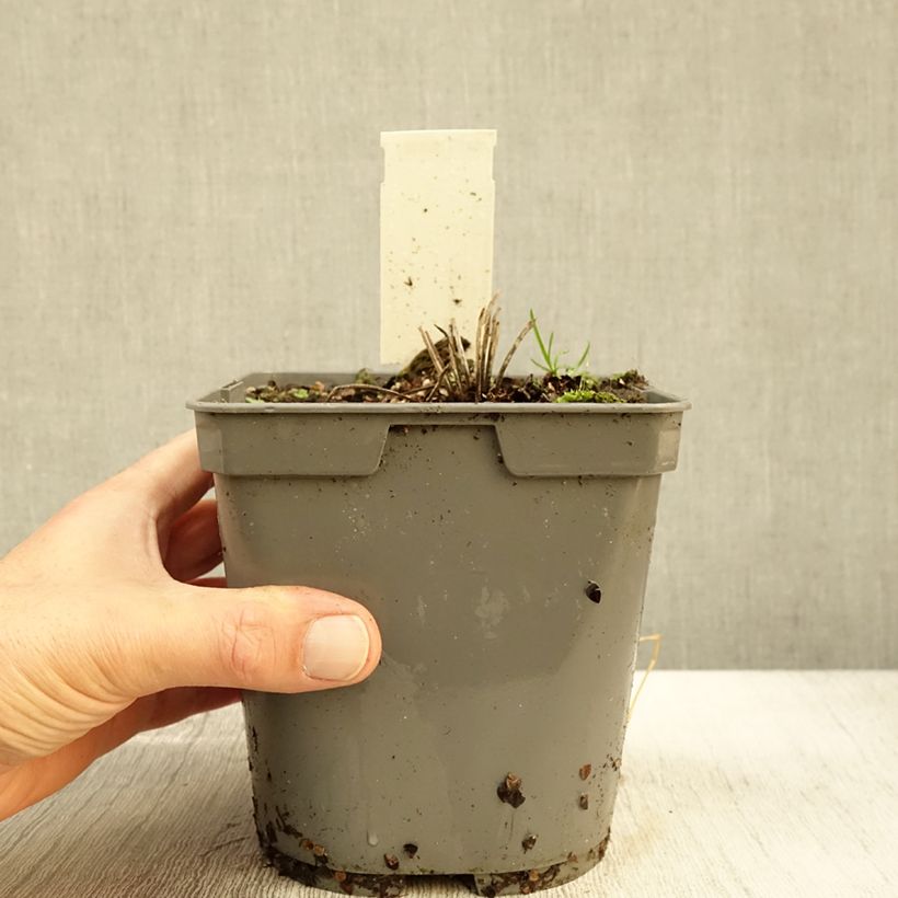 Amostra de Geranium pratense Algera Double Vaso de 2 L/3 L tal como entregue no outono