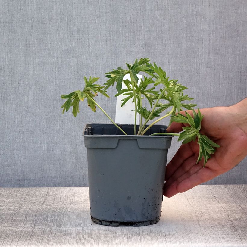 Amostra de Geranium pratense Algera Double Vaso de 2 L/3 L tal como entregue no verão
