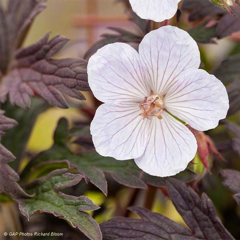 Geranium pratense Black n white Army (Folhagem)