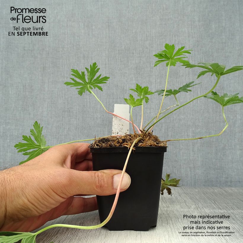 Amostra de Geranium pratense Cloud Nine Vaso de 8/9 cm tal como entregue no outono
