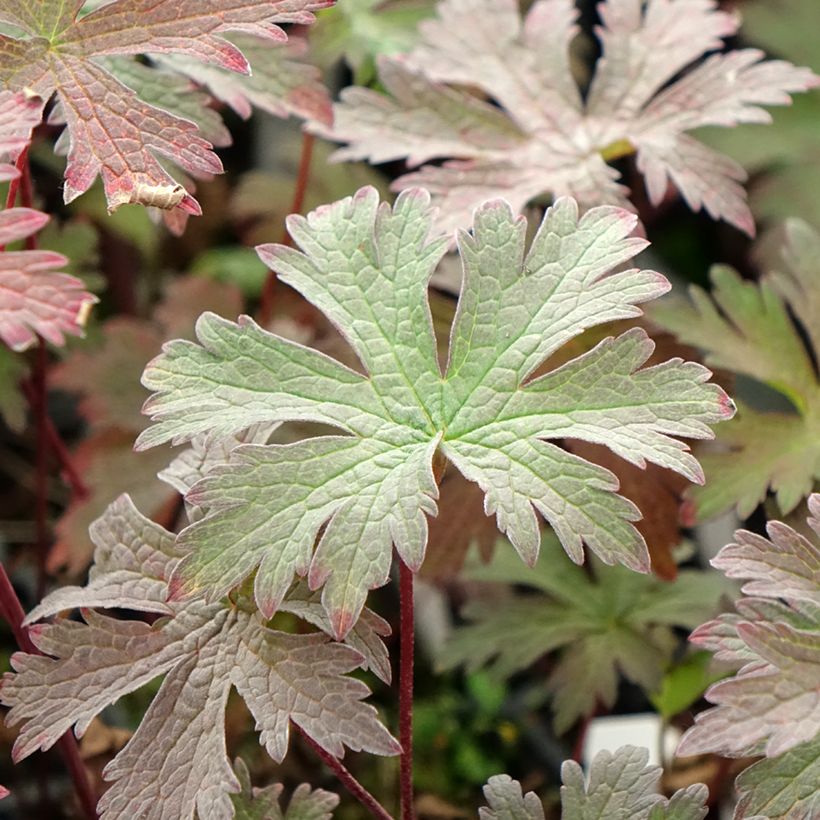 Geranium pratense Dark Eyes (Folhagem)