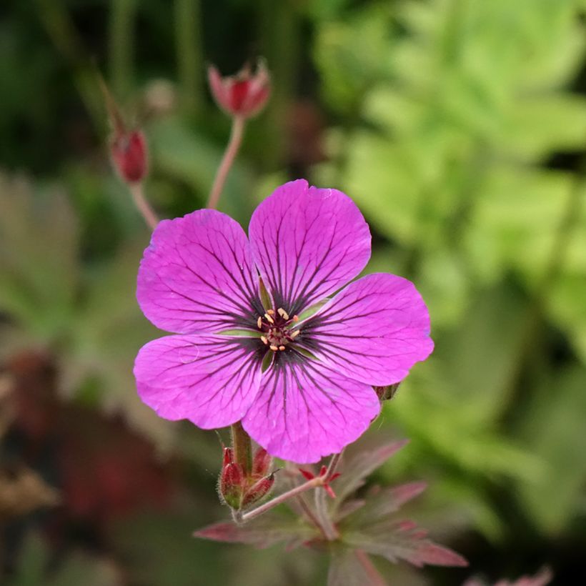 Geranium pratense Dark Eyes (Floração)