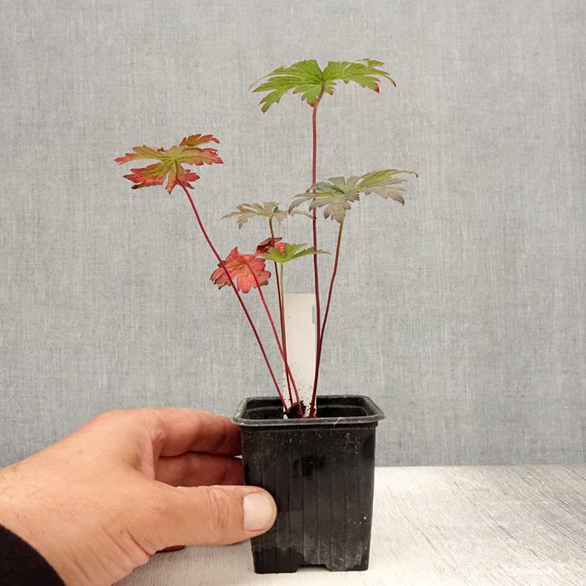 Amostra de Geranium pratense Dark Eyes Vaso de 8/9 cm tal como entregue no verão
