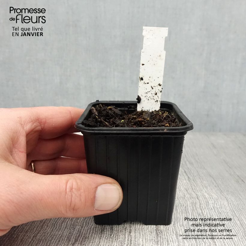 Amostra de Géranium vivace pratense Dark Eyes - Géranium des prés Vaso de 8/9 cm tal como entregue no inverno