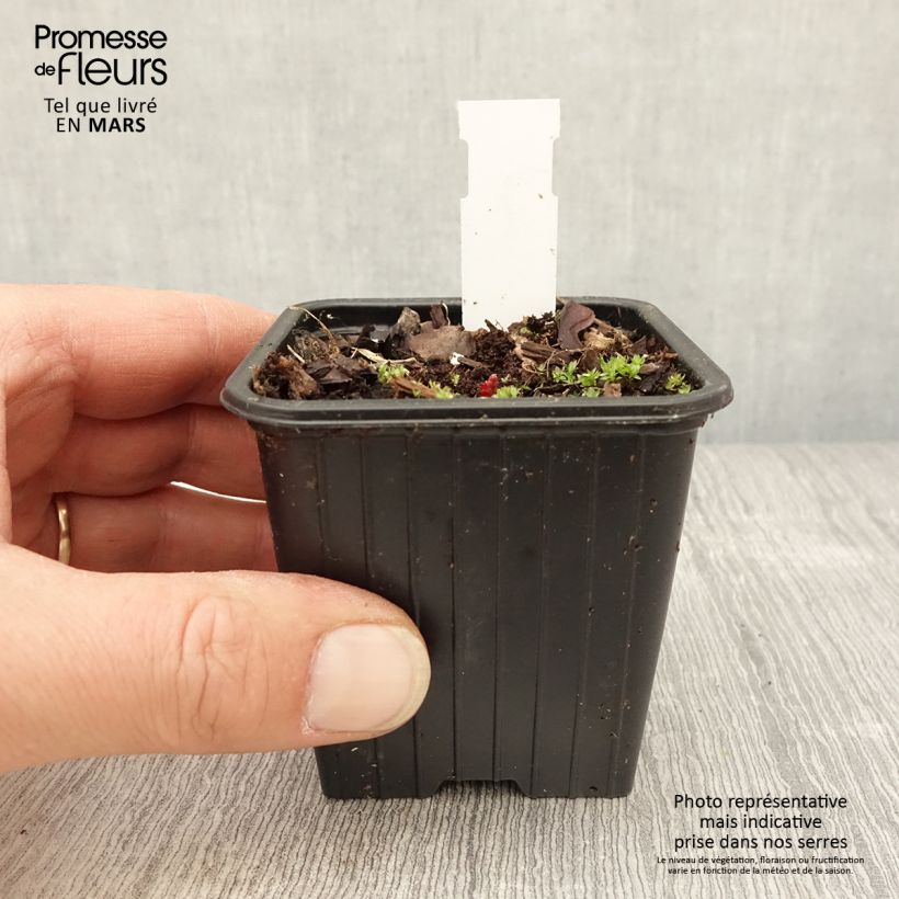 Amostra de Geranium pratense Dark Eyes Vaso de 8/9 cm tal como entregue na primavera