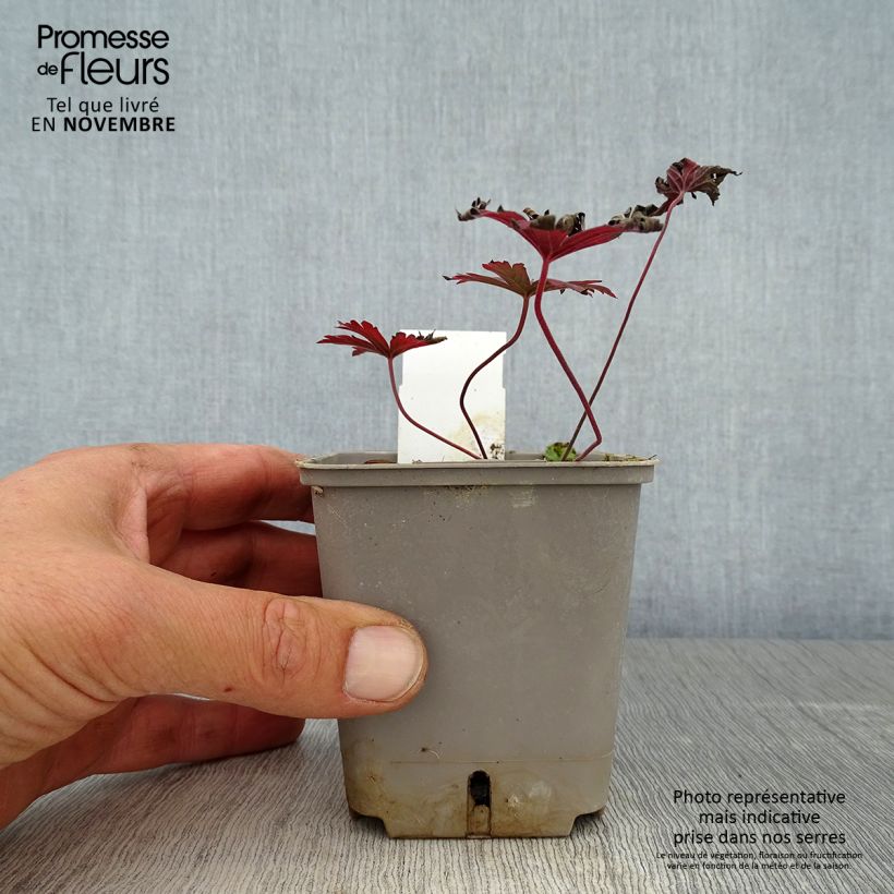 Amostra de Géranium vivace pratense Dark Reiter Godet de 8/9 cm tal como entregue no outono