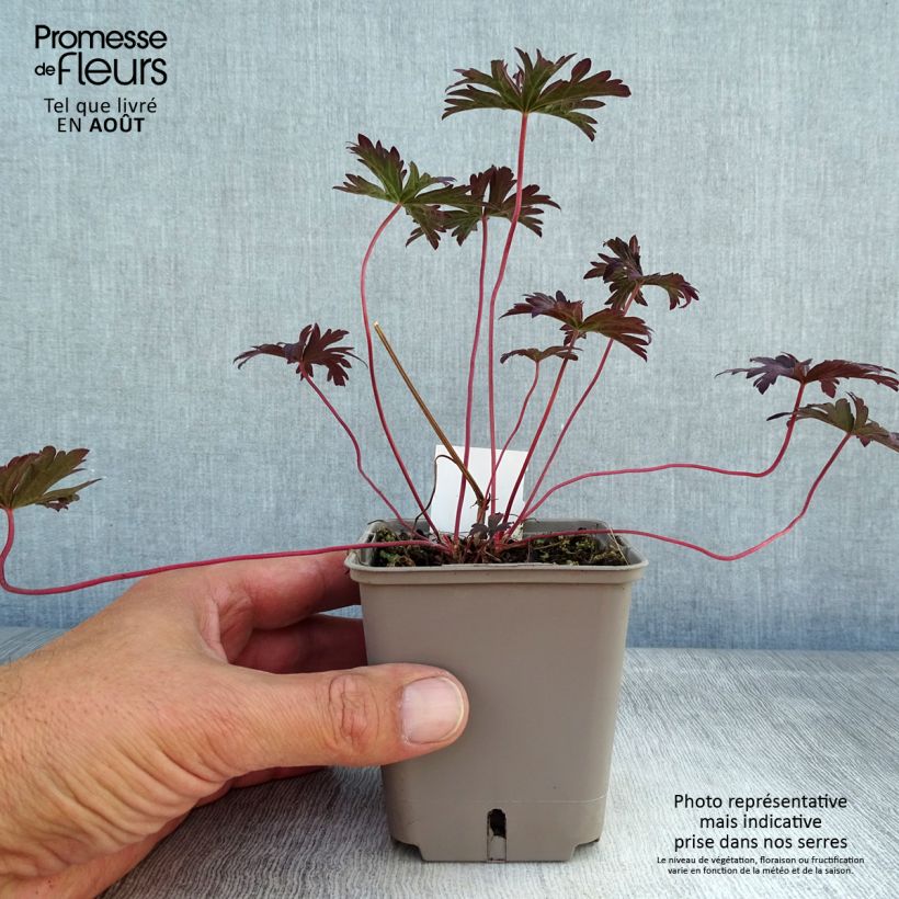 Amostra de Geranium pratense Dark Reiter Vaso de 8/9 cm tal como entregue no verão