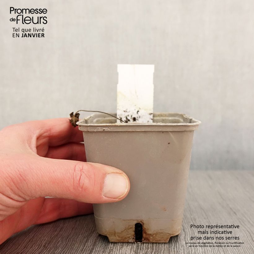 Amostra de Géranium vivace pratense Dark Reiter Godet de 8/9 cm tal como entregue no inverno