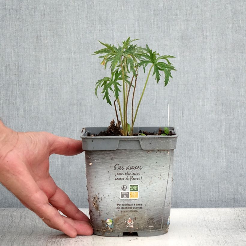 Amostra de Géranium vivace pratense Double Jewel - Géranium des prés Vaso de 2 L/3 L tal como entregue no verão