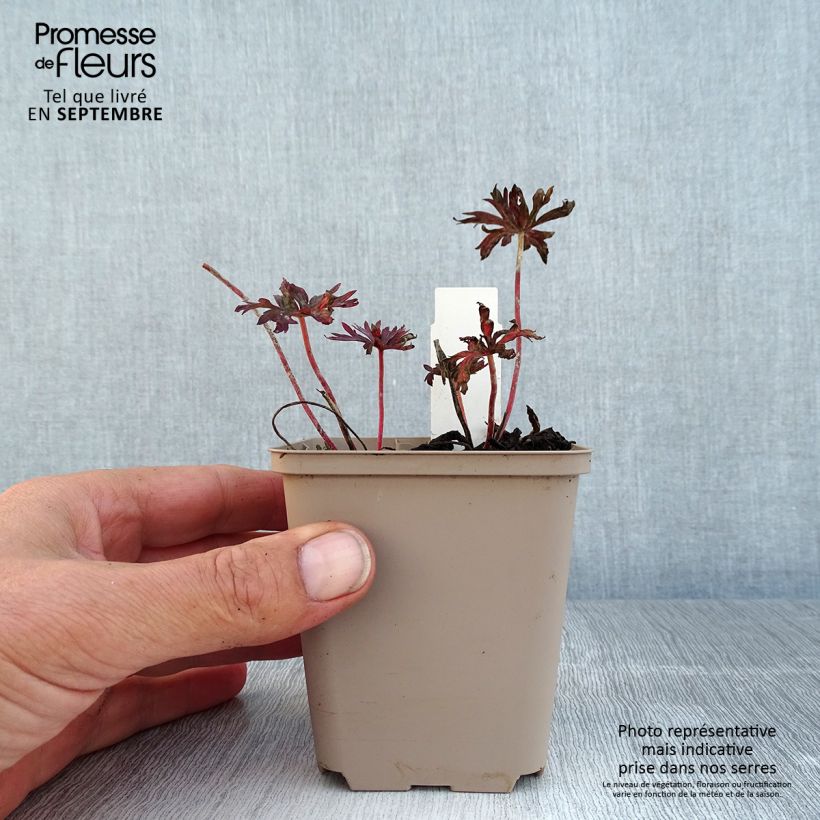 Amostra de Geranium pratense Hocus Pocus Vaso de 8/9 cm tal como entregue no verão