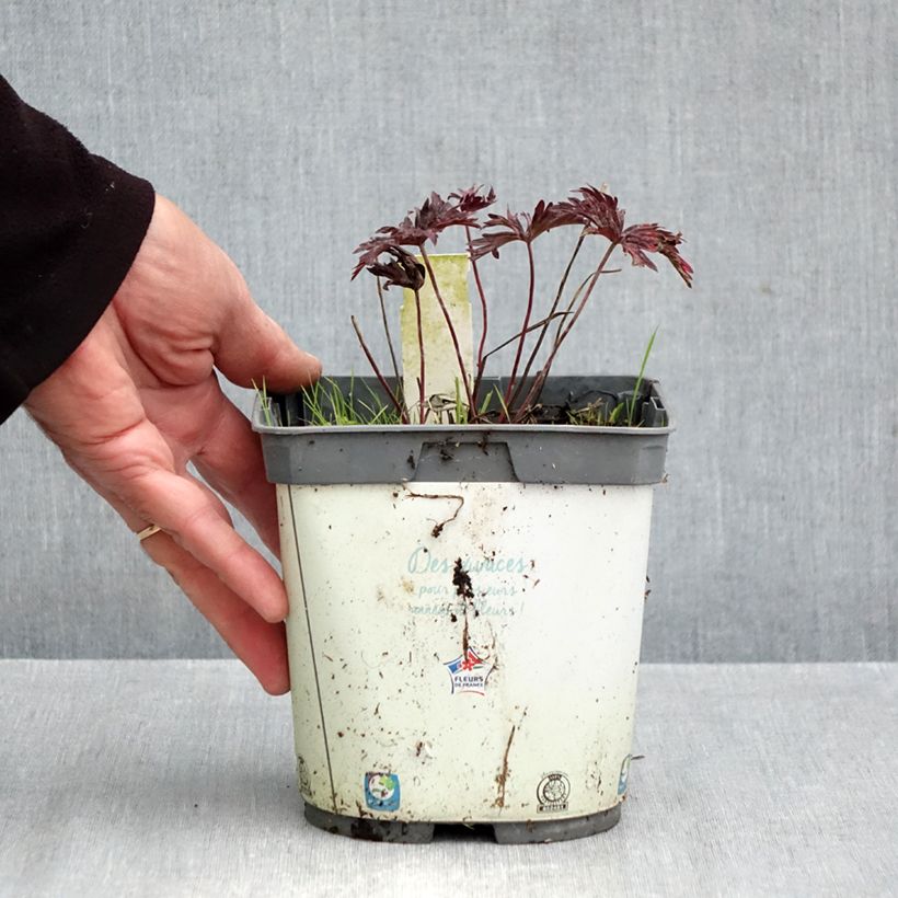 Amostra de Geranium pratense Hocus Pocus Vaso de 2 L/3 L tal como entregue no outono
