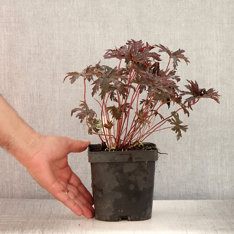 Amostra de Geranium pratense Hocus Pocus Vaso de 2 L/3 L tal como entregue no verão