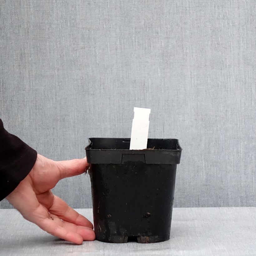 Amostra de Géranium vivace pratense Hocus Pocus Vaso de 2 L/3 L tal como entregue no inverno