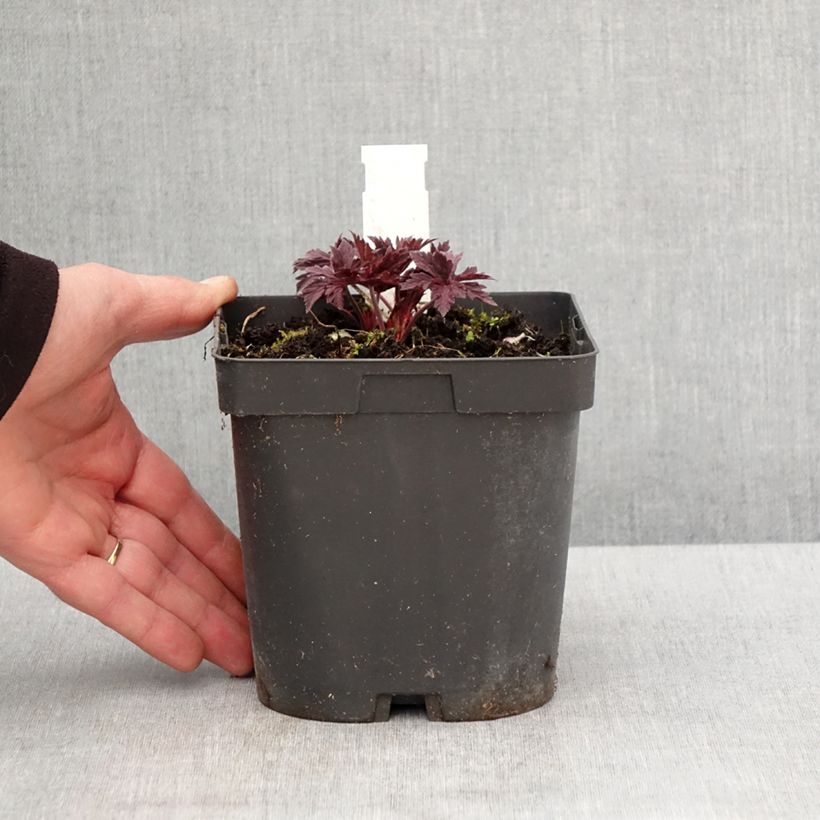 Amostra de Geranium pratense Hocus Pocus Vaso de 2 L/3 L tal como entregue na primavera