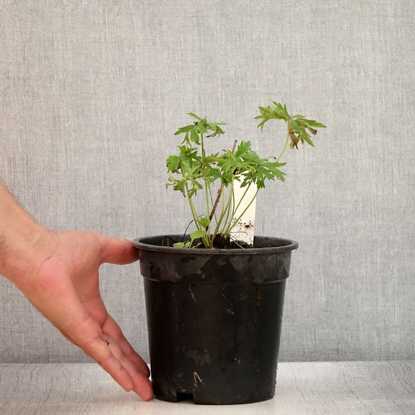 Amostra de Geranium pratense Laura Vaso de 2 L/3 L tal como entregue no verão