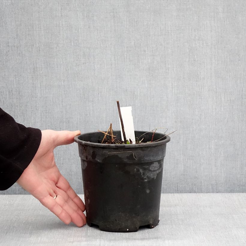 Amostra de Geranium pratense Laura Vaso de 2 L/3 L tal como entregue no inverno