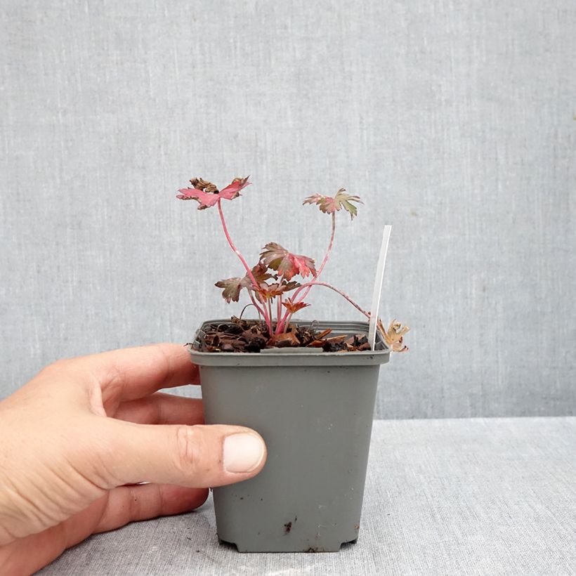 Amostra de Geranium pratense Marshmallow Vaso de 8/9 cm tal como entregue no outono