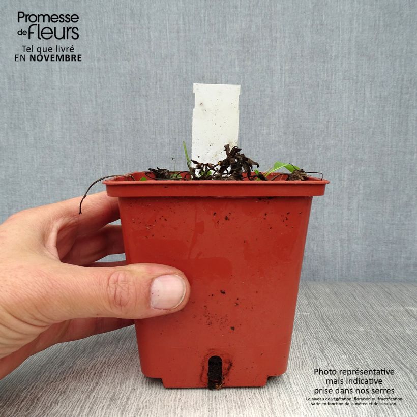 Amostra de Geranium pratense Midnight Reiter Vaso de 8/9 cm tal como entregue no outono