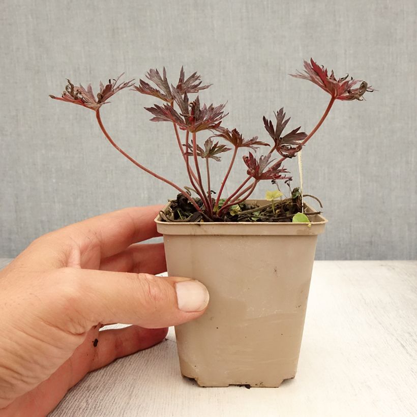 Amostra de Geranium pratense Midnight Reiter Vaso de 8/9 cm tal como entregue no verão