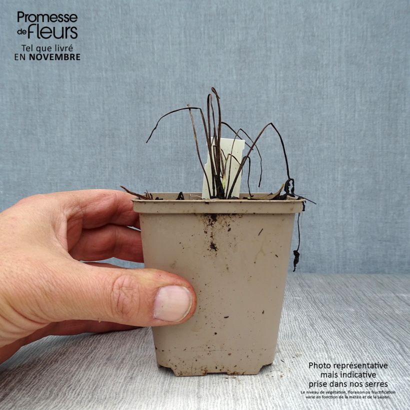 Amostra de Geranium pratense Plenum Album Vaso de 8/9 cm tal como entregue no outono