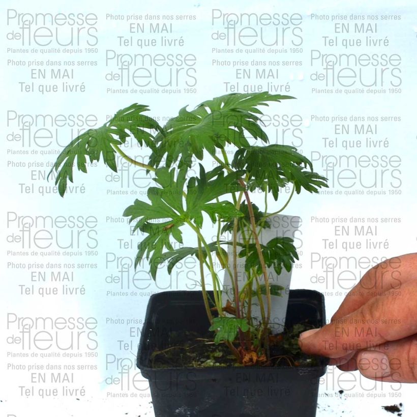 Exemplo de amostra de Géranium vivace pratense Plenum Violaceum - Géranium des prés Vaso de 8/9 cm tal como entregue