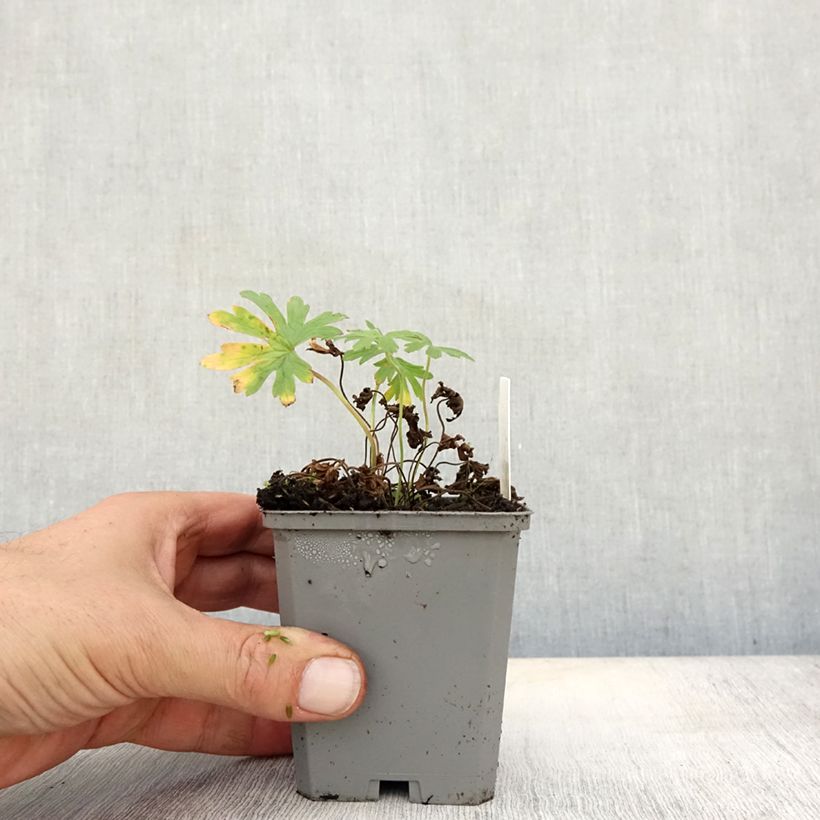 Amostra de Geranium pratense Summer Skies Vaso de 8/9 cm tal como entregue no outono